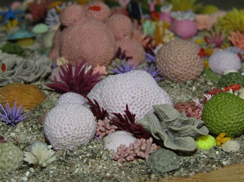 Miniature Coral Reef Polymer Clay Sculpture Sea Life Art Etsy