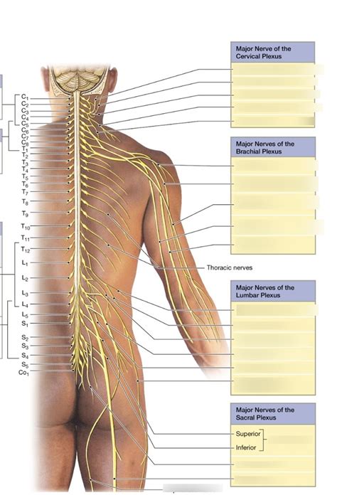 Peripheral Nerve Diagram Diagram Quizlet