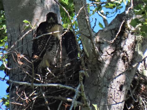 Red-tailed Hawk Nests - MCRCD