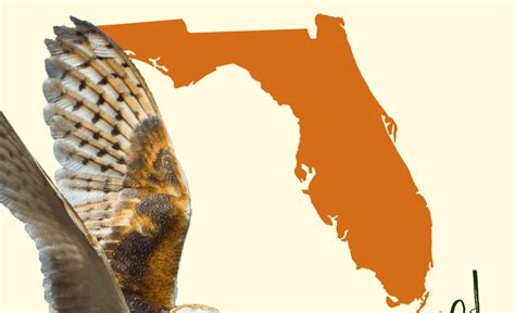 All 7 Owls in Florida [With Sounds & Pictures]