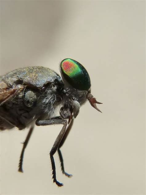 Free Images Nature Fly Green Fauna Invertebrate Close Up Sting