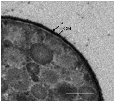 Electron Micrograph Of An Ultrathin Section Of A Cell Of Strain H T