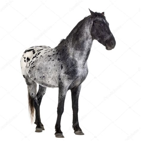 Grey Appaloosa Horse