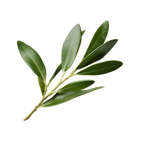 The Olive Leaf Is A Staple Of The Mediterranean Diet Branch Leaf