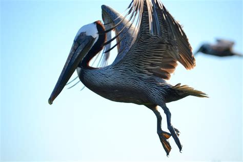 Seabird Research Atlantic Seabirds