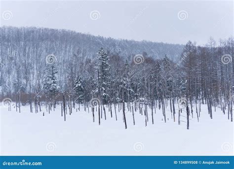 Blue Pond in Winter, Hokkaido, Japan Stock Photo - Image of park, aoiike: 134899508