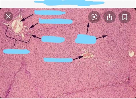 Histology A P Ii Lab Diagram Quizlet