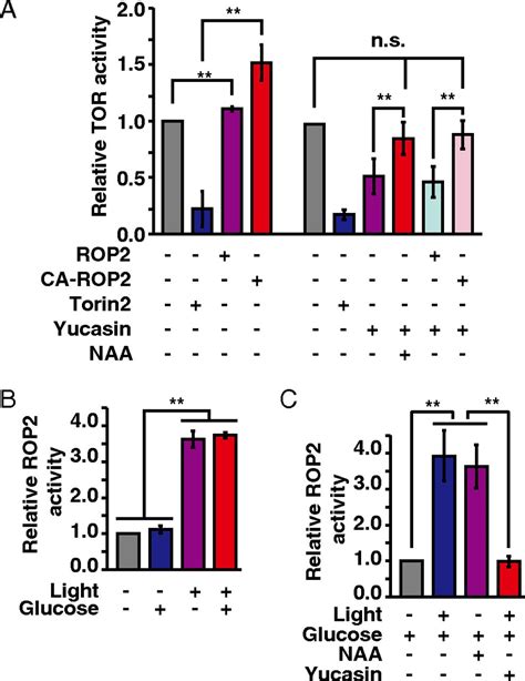 Differential Tor Activation And Cell Proliferation In Arabidopsis Root