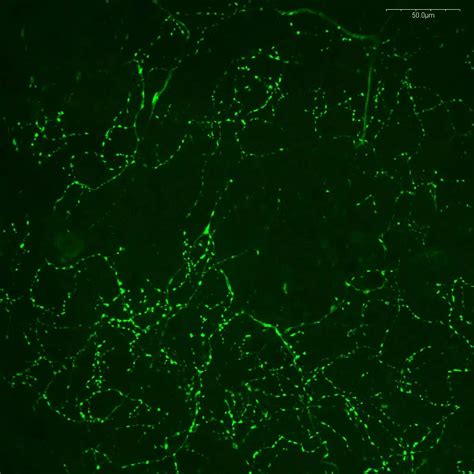 Octopamine Rabbit Polyclonal Antibody Scientist