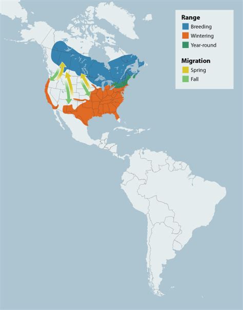 White-throated Sparrow "Zonotrichia albicollis" | Boreal Songbird Initiative