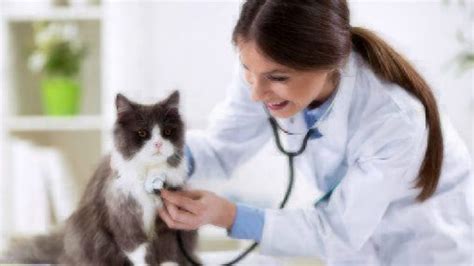 Roundworms in Cats & Kittens | Healthy Paws Pet Insurance