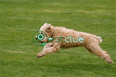 Top 9 Facts About Soft Coated Wheaten Terrier Pestclue