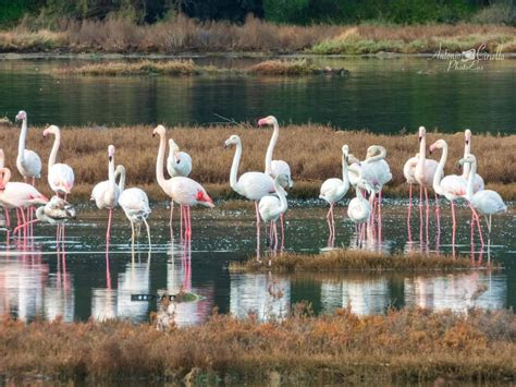 Taranto Lo Spettacolo Dei Fenicotteri Rosa Pugliapress Notizie