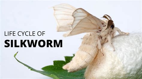 Life Cycle Of Silkworm 🐛🦋 Youtube