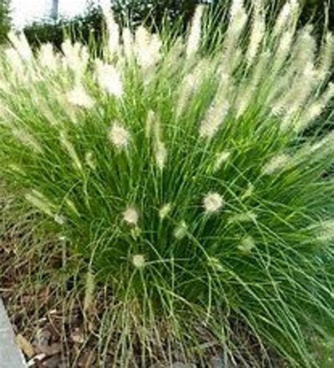 Dwarf Fountain Grass (Pennisetum alopecuroides 'Hameln') – Online Trees