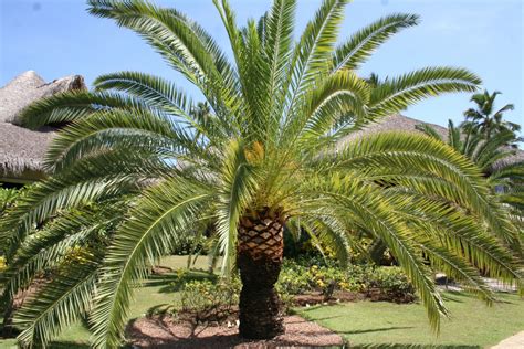 Comment Planter Et Entretenir Des Palmiers Hortiauray