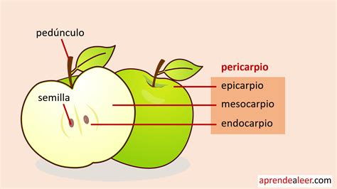 Partes Del Fruto