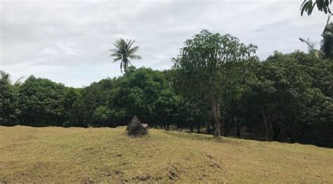 Mango Farm Lot For Sale Id Philx Pat Real Estate