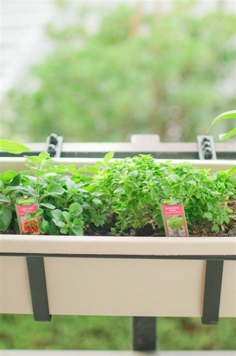 Truly Everyday: Our Balcony Garden