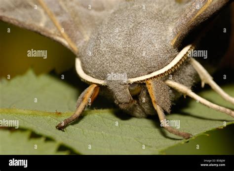 Poplar Hawk Moth Stock Photo Alamy