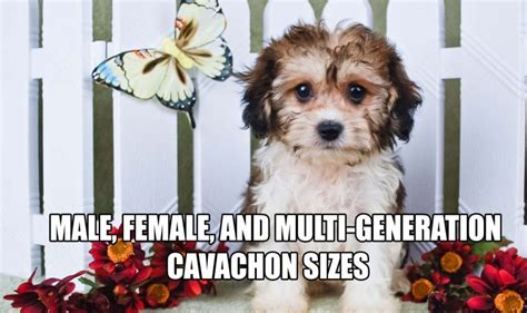 Cavachon Size Guide – Extra Small, Small, Medium, and Large Sizes ...