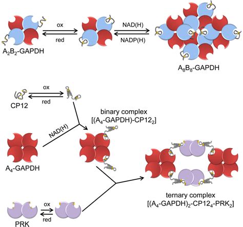 The Calvin–Benson cycle. The eleven enzymes of the Calvin–Benson cycle ...