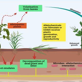 Different pathways for the release of allelochemicals into the... | Download Scientific Diagram