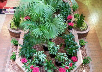 Phillips Interior Plants Indoor Landscaping Services Chicago Suburbs