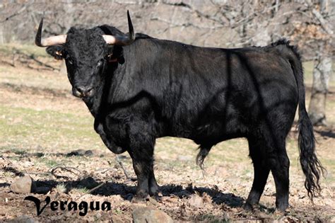 Dan A Conocer La Feria Del Toro De Cenicientos Torosenelmundo