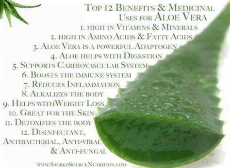 Infographic Medicinal Uses For Aloe Vera Infographic A Day