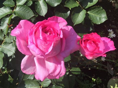 魅惑の薔薇ー四季の香ローズガーデンを彩る薔薇ー｜とっておきの練馬 写真館｜とっておきの練馬