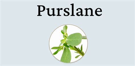 Purslane in Skin Care – Youyan Skincare