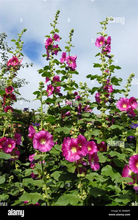 Hollyhock Althaea Hi Res Stock Photography And Images Alamy