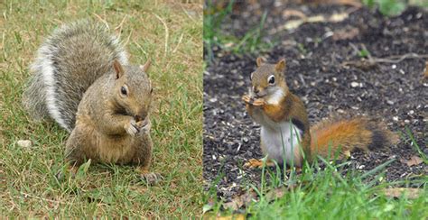 Comparing Gray Squirrels And Red Squirrels