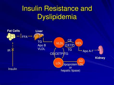 Ppt Lipids 101 Powerpoint Presentation Free Download Id 3312639