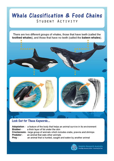 Bottlenose Dolphin Food Chain