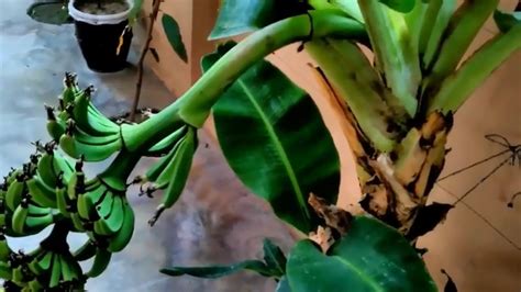 Banana Tree Propagating Banana Plants How To Grow Banana Tree YouTube