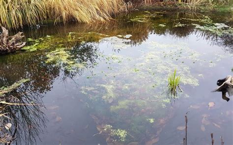 des algues dans la mare Mon potager en carrés