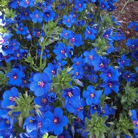 Blue Pimpernel Ground Cover Seeds Anagallis Arvensis Etsy