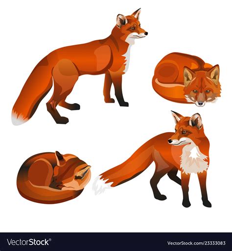 Red Fox Set Royalty Free Vector Image Vectorstock