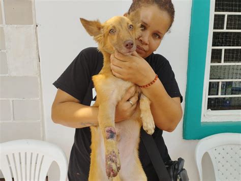 Fundación Gaba on Twitter No pudimos ayudar a Tobby En esta