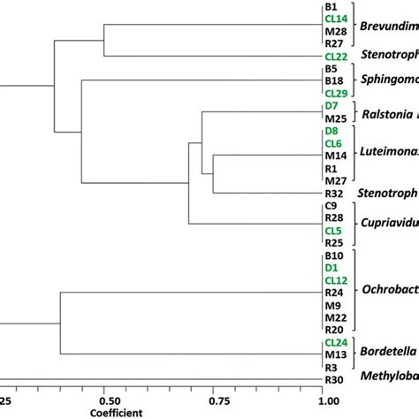 Upgma Dendrogram Showing The Genetic Diversity Of Gram Positive