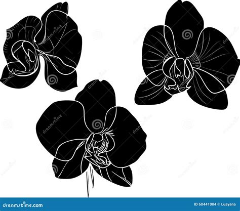 Orchids Stock Vector Illustration Of Orchid Silhouette 60441004