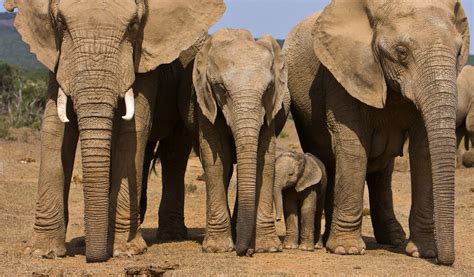 Addo Elephant National Park – SANParks