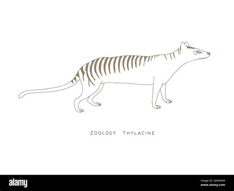 Zoology Thylacine Outline Graphic Of A Thylacine Tasmanian Tiger