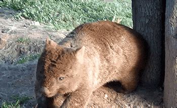 Wombat GIF - Find & Share on GIPHY