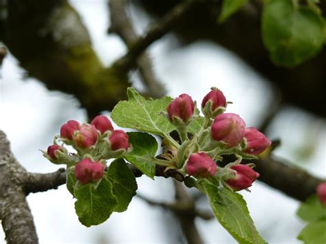 Apfelbaum Blüte Knospen Kostenloses Foto auf Pixabay