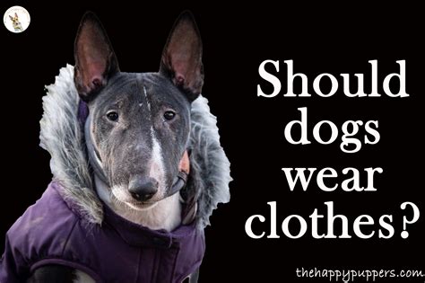 Should Dogs Wear Clothes A Complete Review The Happy Puppers