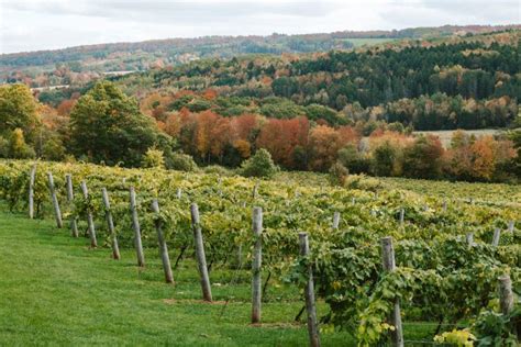 Wolfville wineries: The best Annapolis Valley vineyards