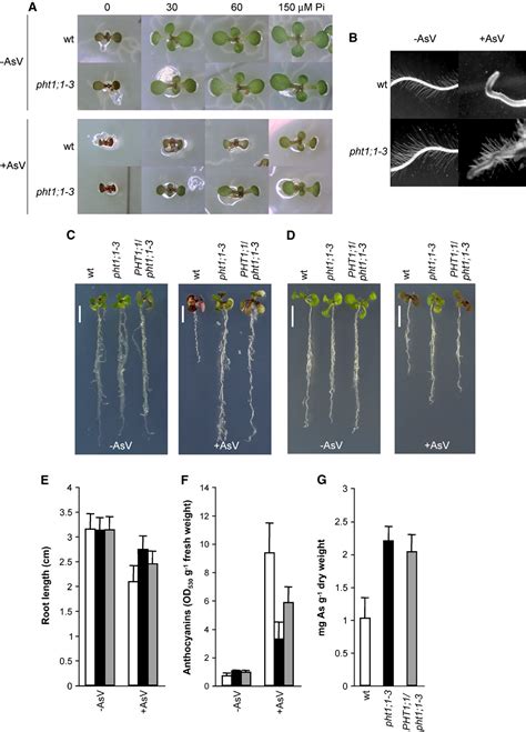 Pdf A Mutant Of The Arabidopsis Phosphate Transporter Pht11 Displays